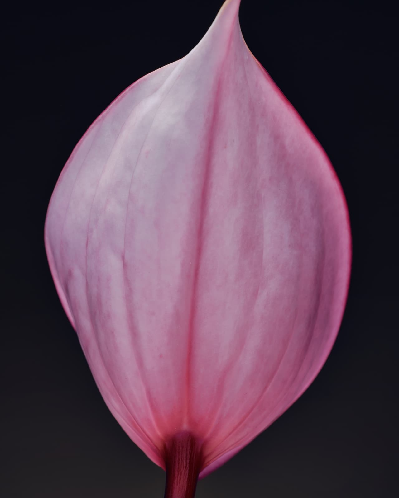 The Plant That Can Boost Indoor Air Quality