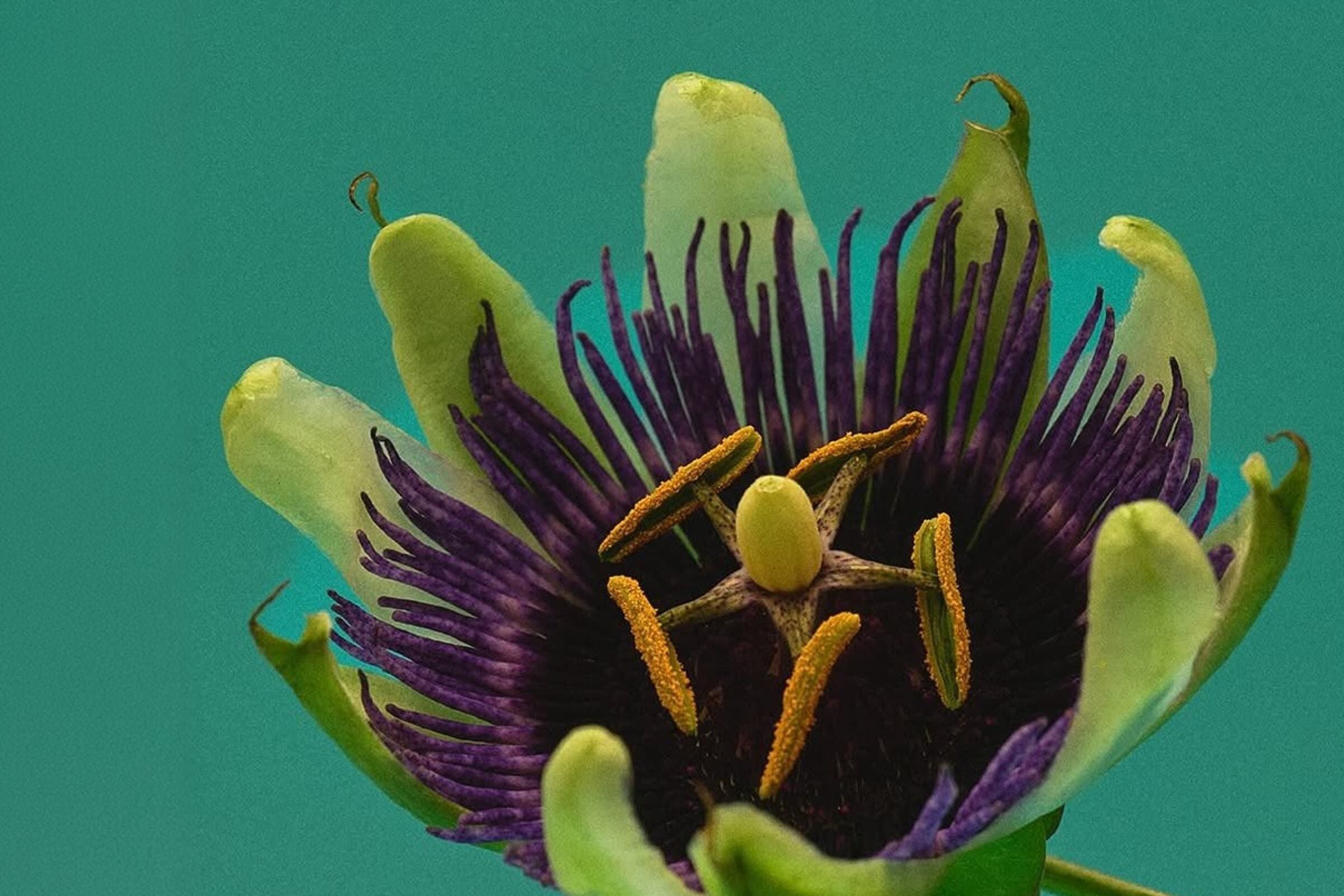 Which Herbs Can Actually Help Me Sleep Better?