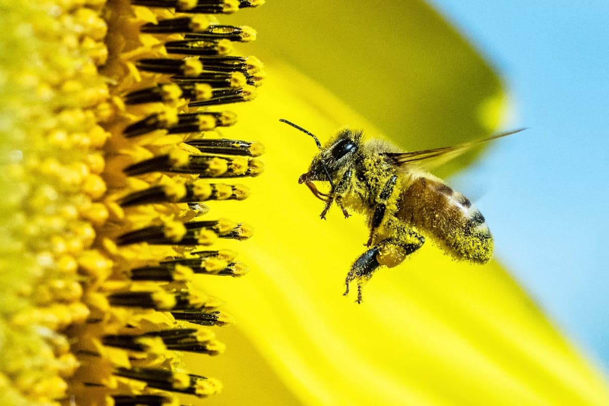 Bee Venom Therapy: Exclusive Insights With Stinglab