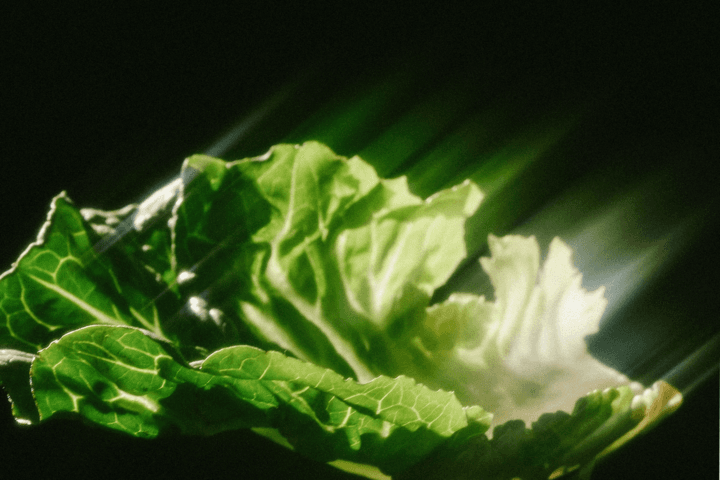 Healf Or Hype: The TikTok Trending Hot Lettuce Water