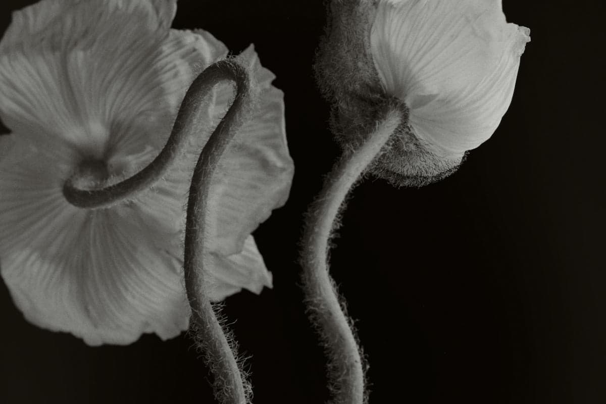 Junk Food Or Joylessness: What Kills You First?