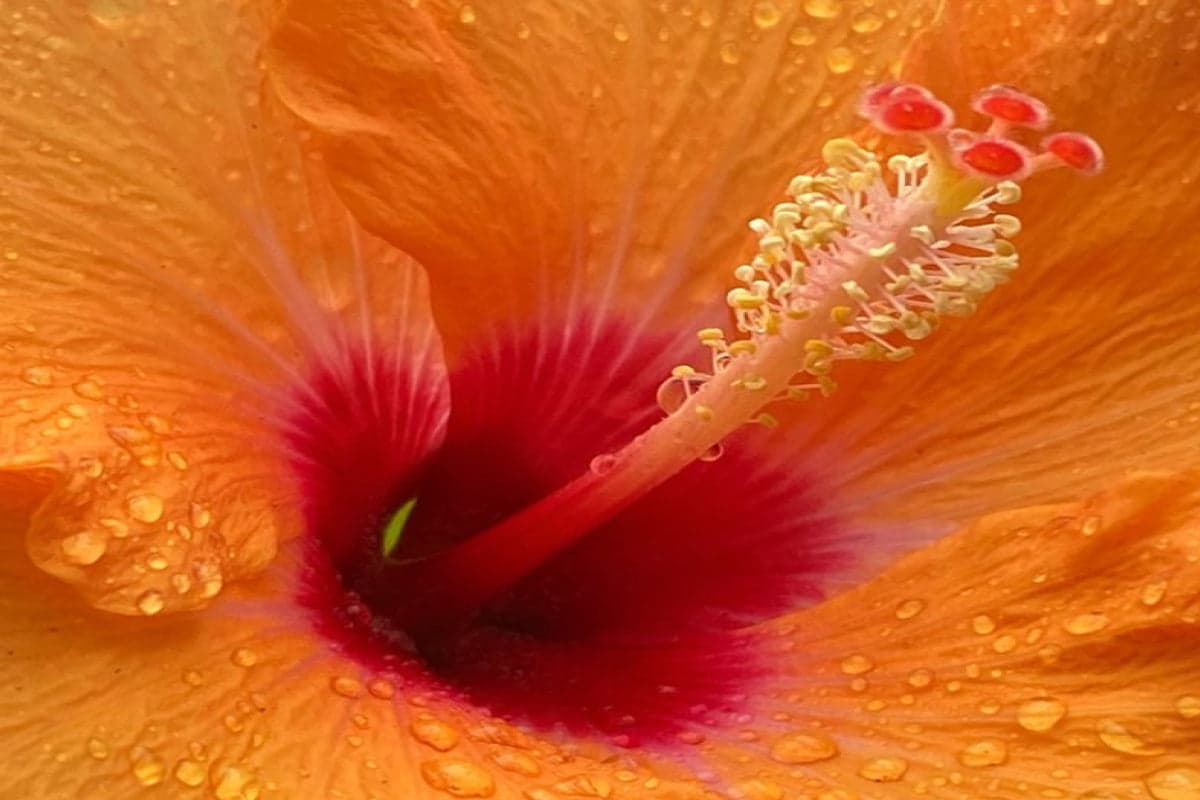 10 Of Nature's Natural Libido Boosters