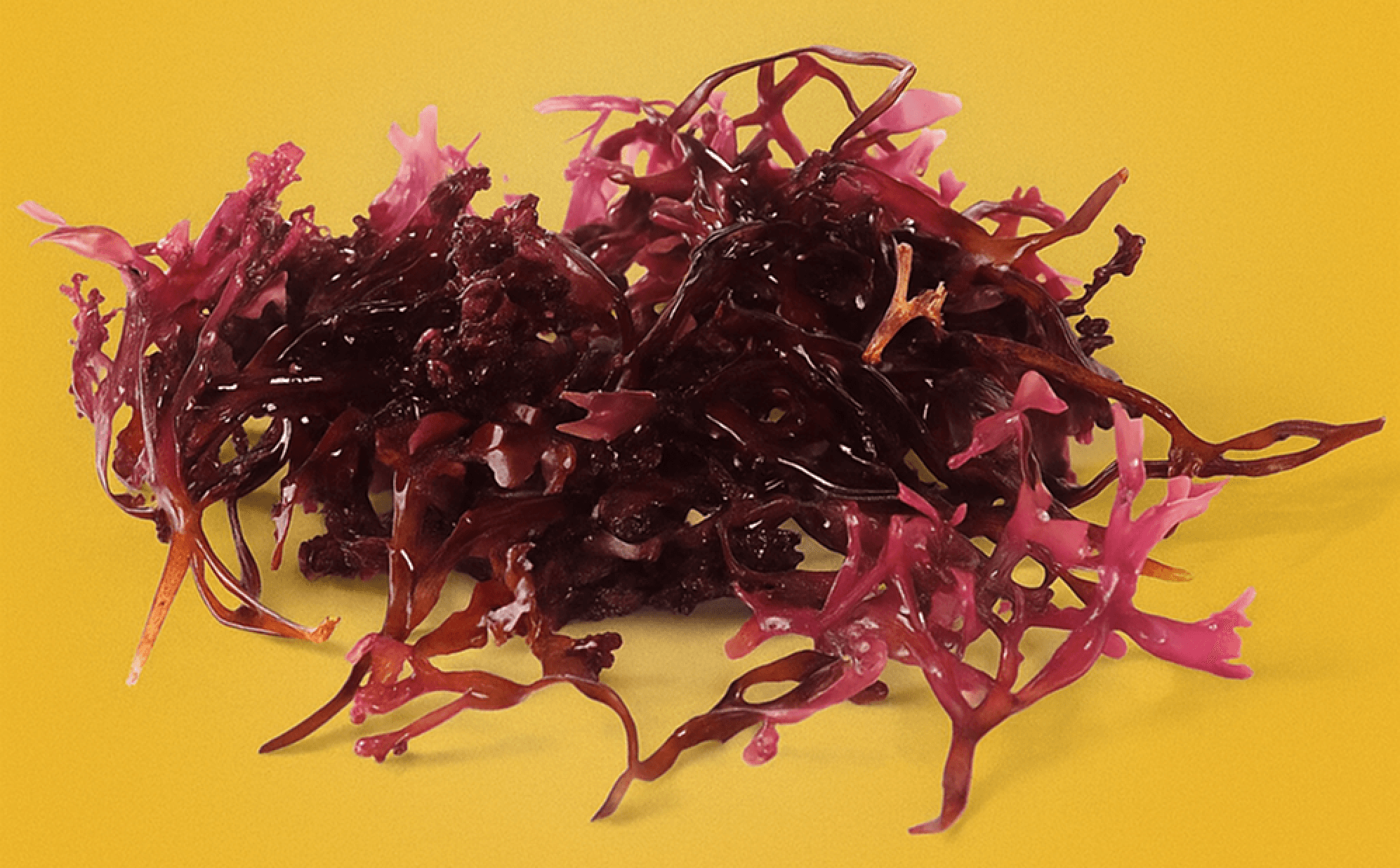 Sea Moss Benefits: Is This Superfood Good For You?