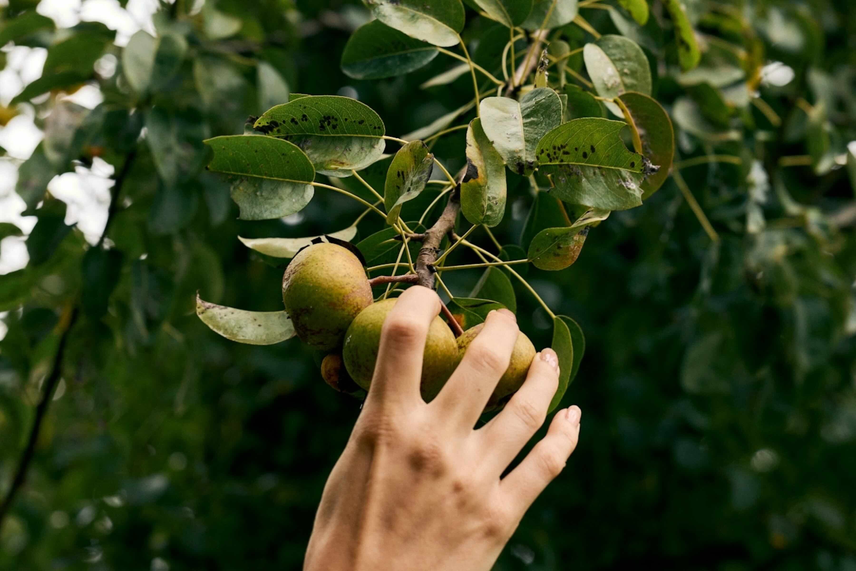 Fertility And Nutrition: The Non-Negotiables That Actually Matter