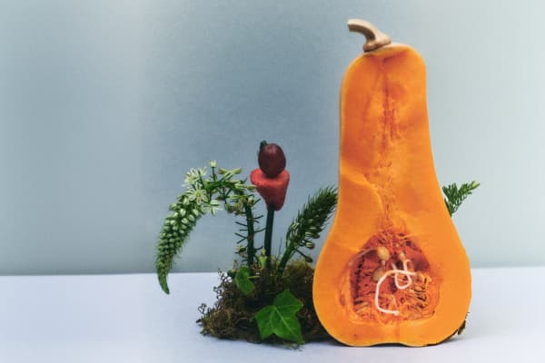 Seed cycling
