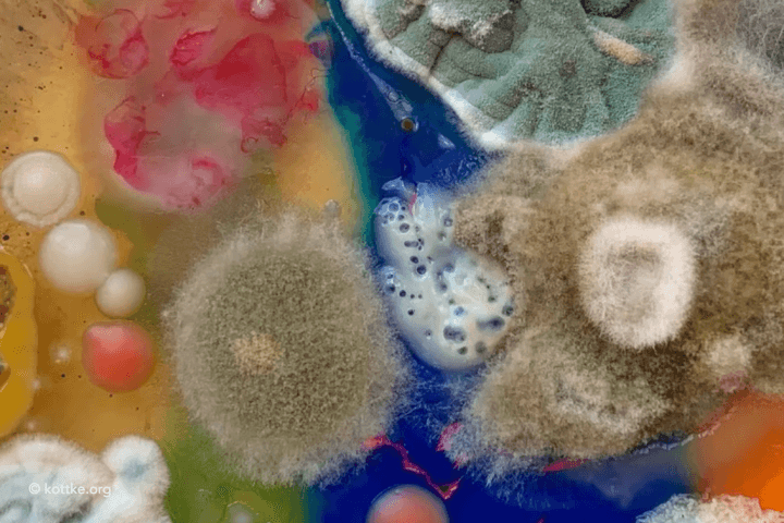 Is Mould To Blame For My Symptoms?