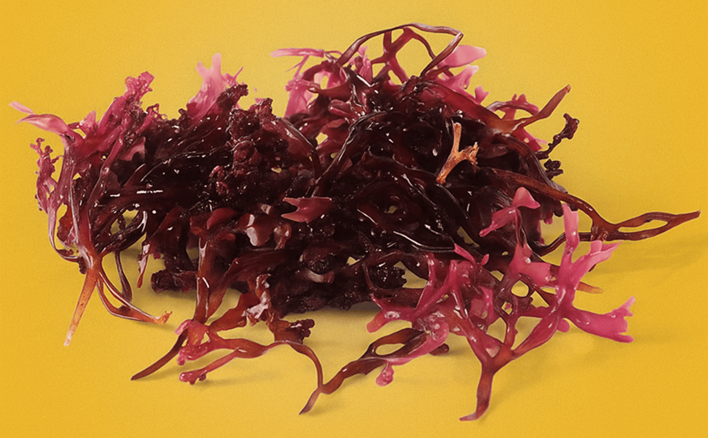 Sea Moss Benefits: Is This Superfood Good For You?