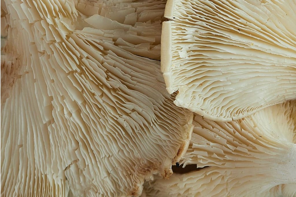 Which Medicinal Mushroom Is Right For Me? A Self-Test