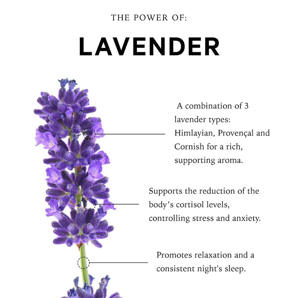 Stressed Mind Sensory Point Sleep Oil - Cornish Lavender - Image 2
