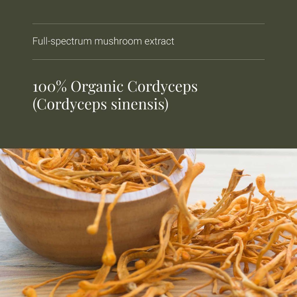 Cordyceps Mushroom Extract - Powder - Image 4