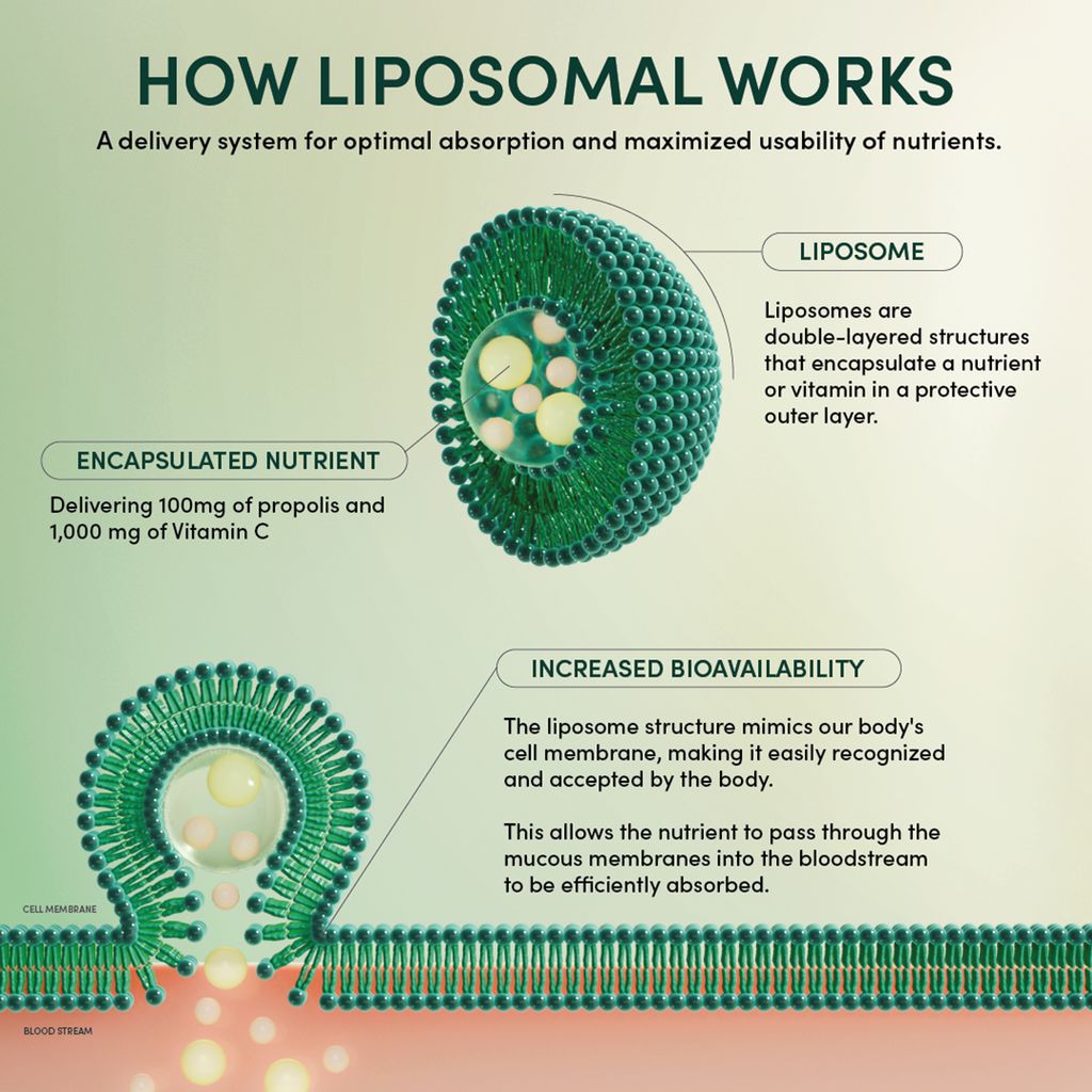 Brain Health Liposomal - Image 7